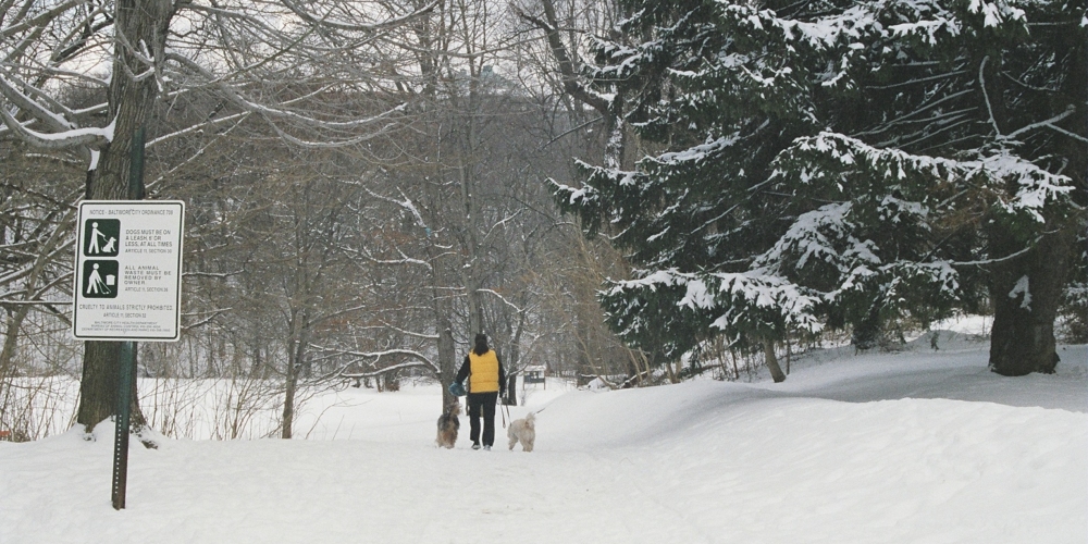 wp_snow_park_walk-dogs