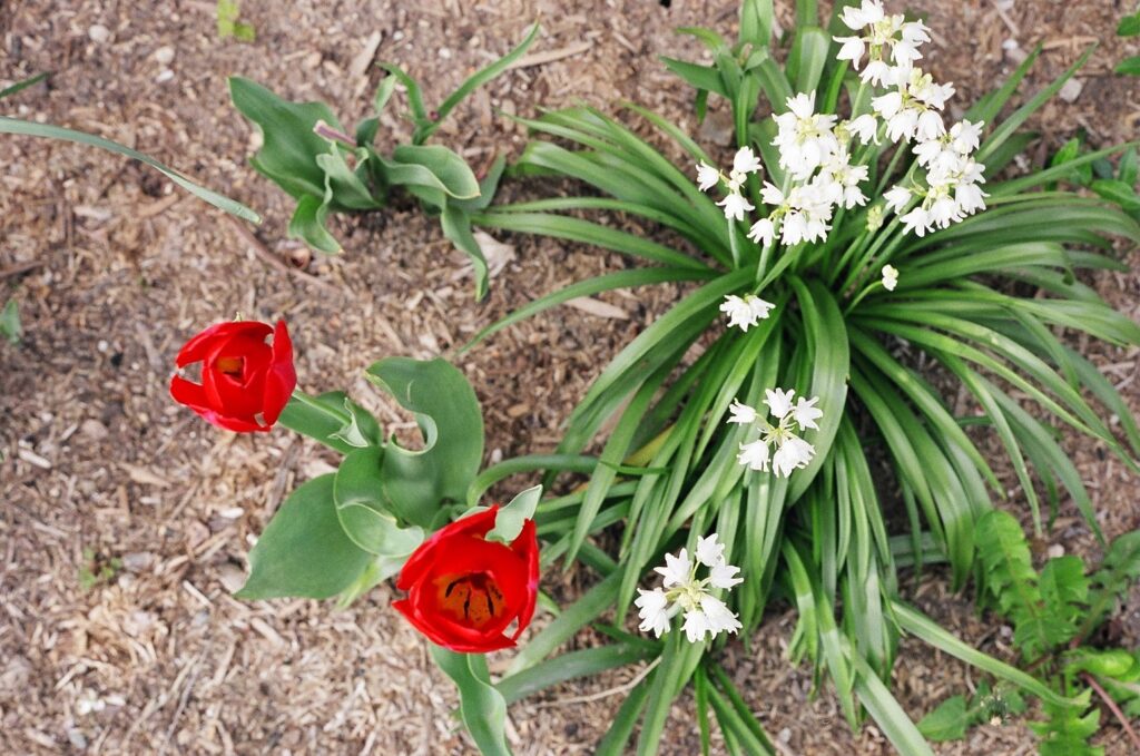 tulips and snowbells