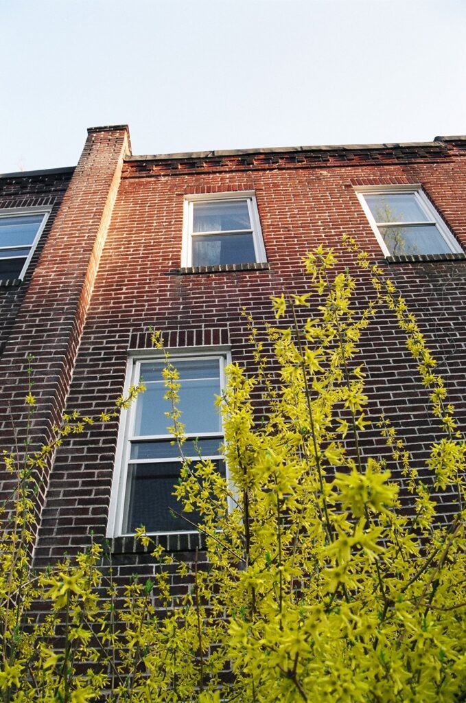 Detail of the side of a two story brick row home. A yellow forsythia grows in the foreground.