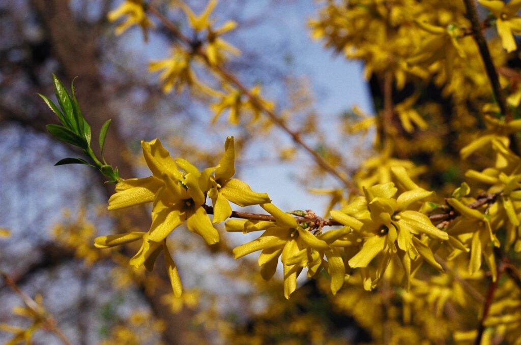 Detail of golden forsythia bush in bloom