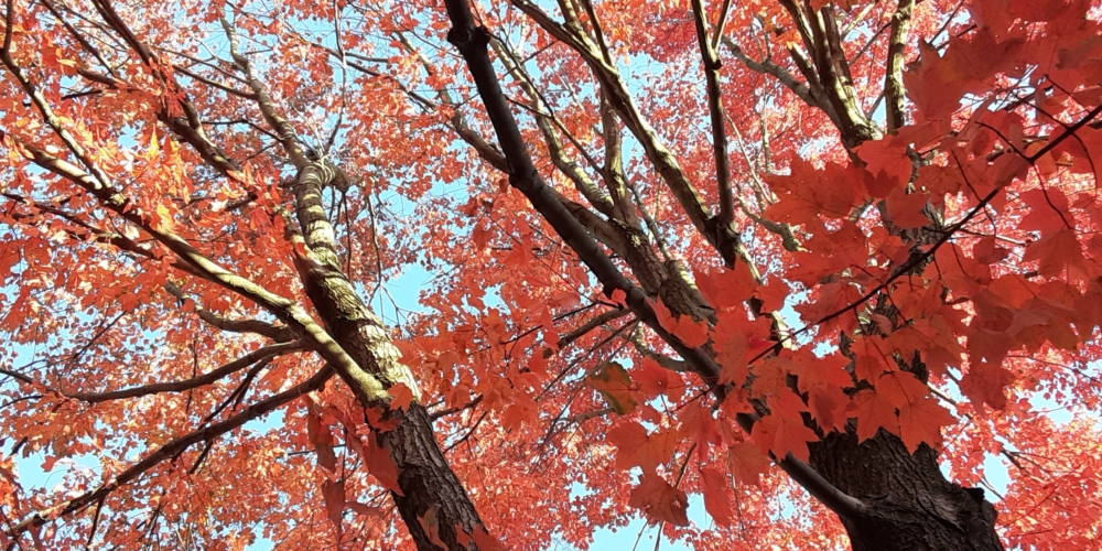 wp_fall_park_maple-leaves-tree-detail