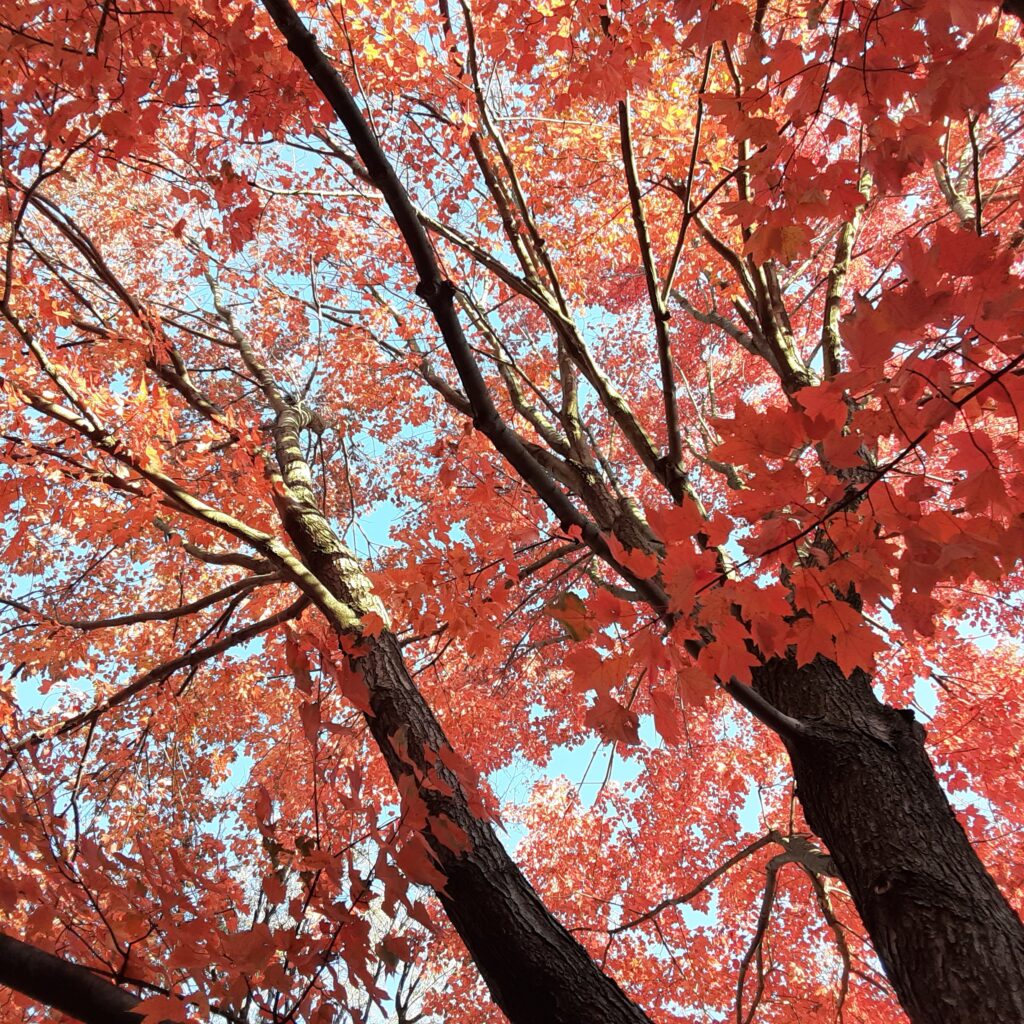 fall leaves in full color