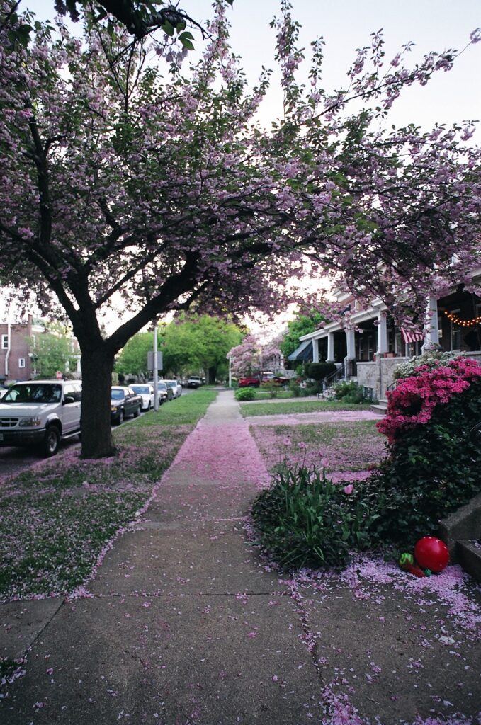A sidewalk in front of rowhomes is covered in cherry blossoms from an overhanging tree. Many flowering trees and bushes are in the gardens along the sidewalk.