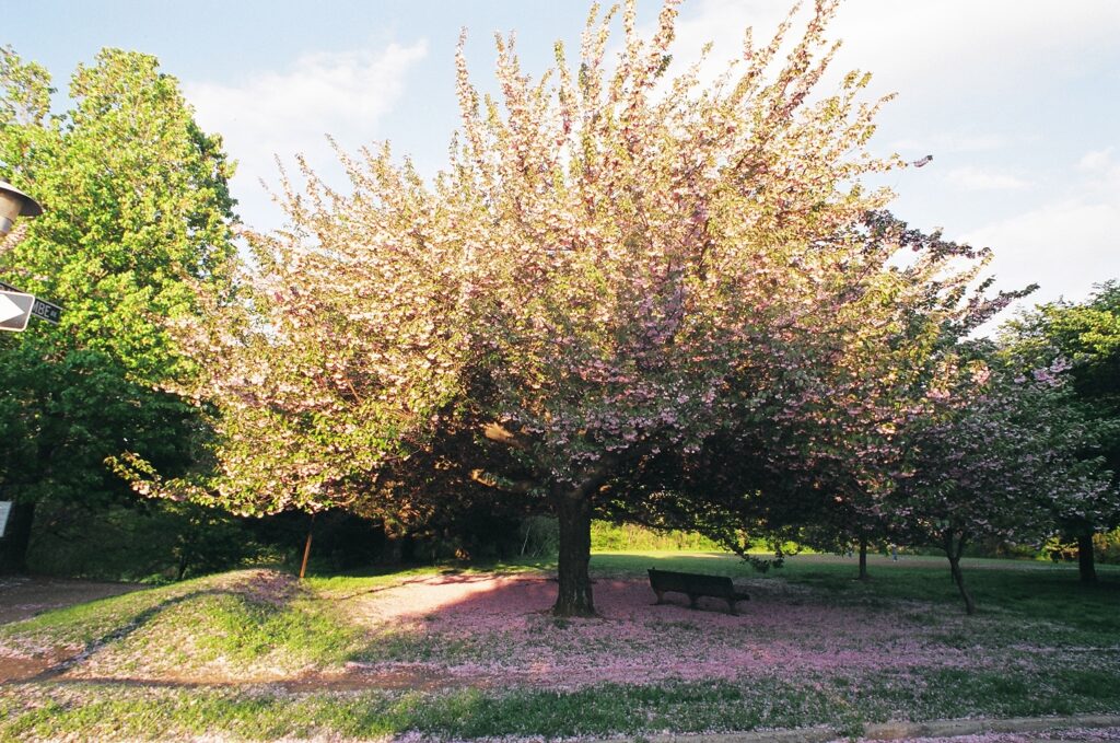 A pink cherry tree blooming over a park bench. The ground is covered with cherry blossom petals.