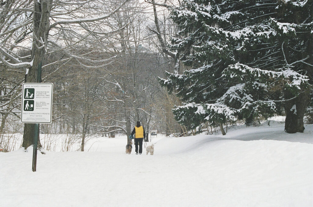 A man walks his dogs in the snow in tree-filled Wyman Park.