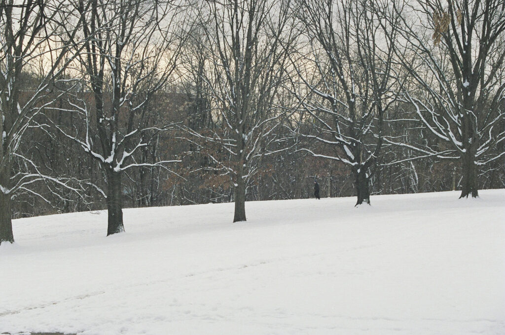 A line of trees in the snow
