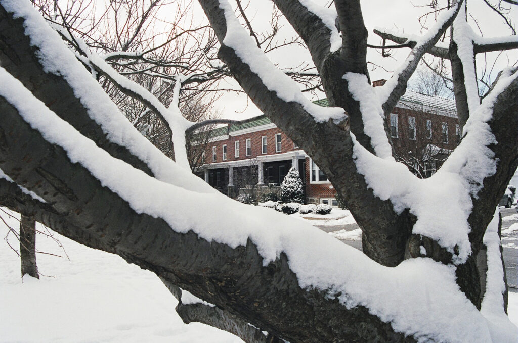 peek of rowhouses through snowy branches