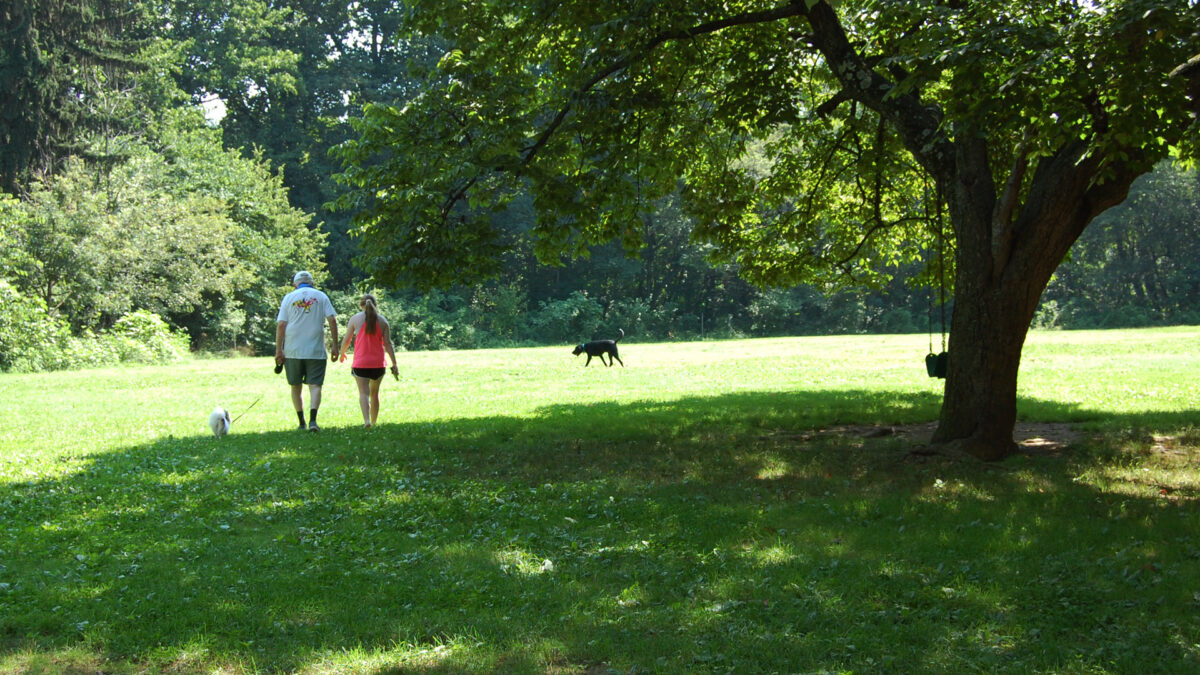 An older man and a young woman walk a small dog on a leash in an open field. A larger dog runs ahead of them. A tree on one side has a swing hanging from a branch.