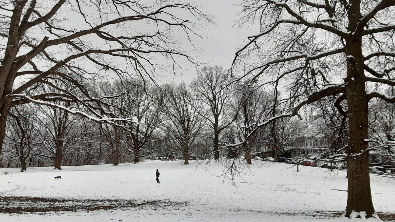 A man walks with his dog on a snowy field framed by tall trees.