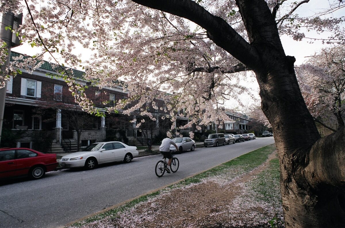 a biker rides on the street in front of a line of brick rowhouses. Cherry trees are blooming in the park across the street.