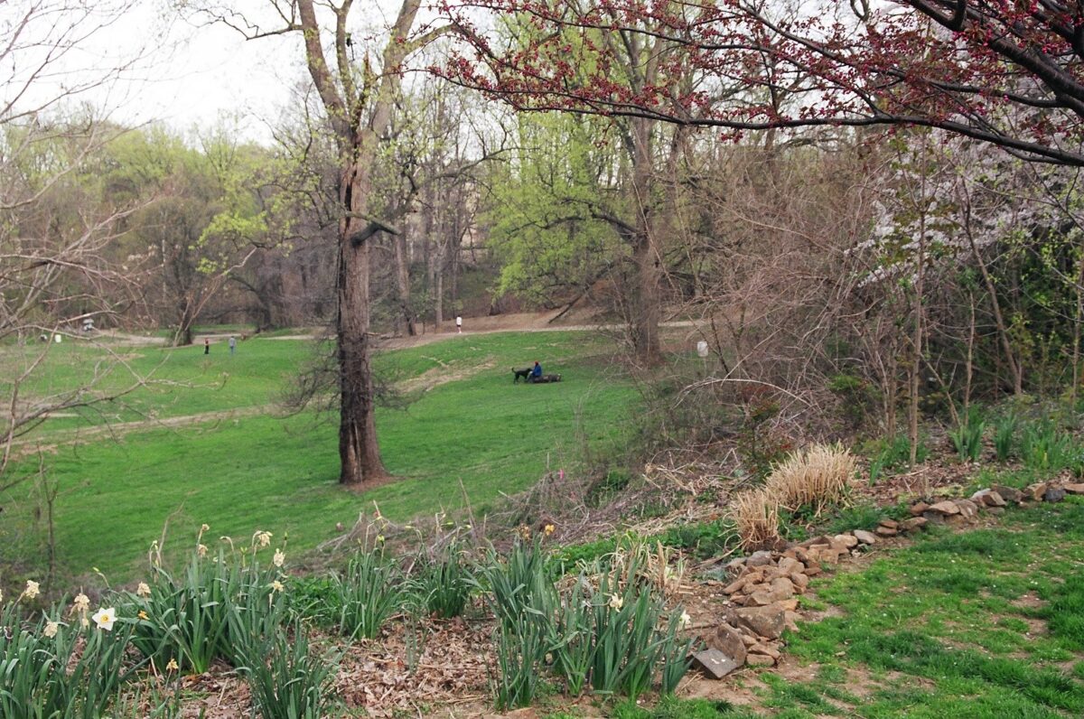People and dogs in an open field in Wyman Park