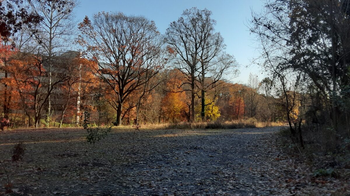 Entrance to park trail has trees that have lost their leaves with trees still in fall color in the background