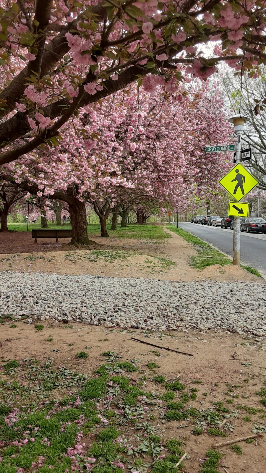 cherry trees blooming in the park