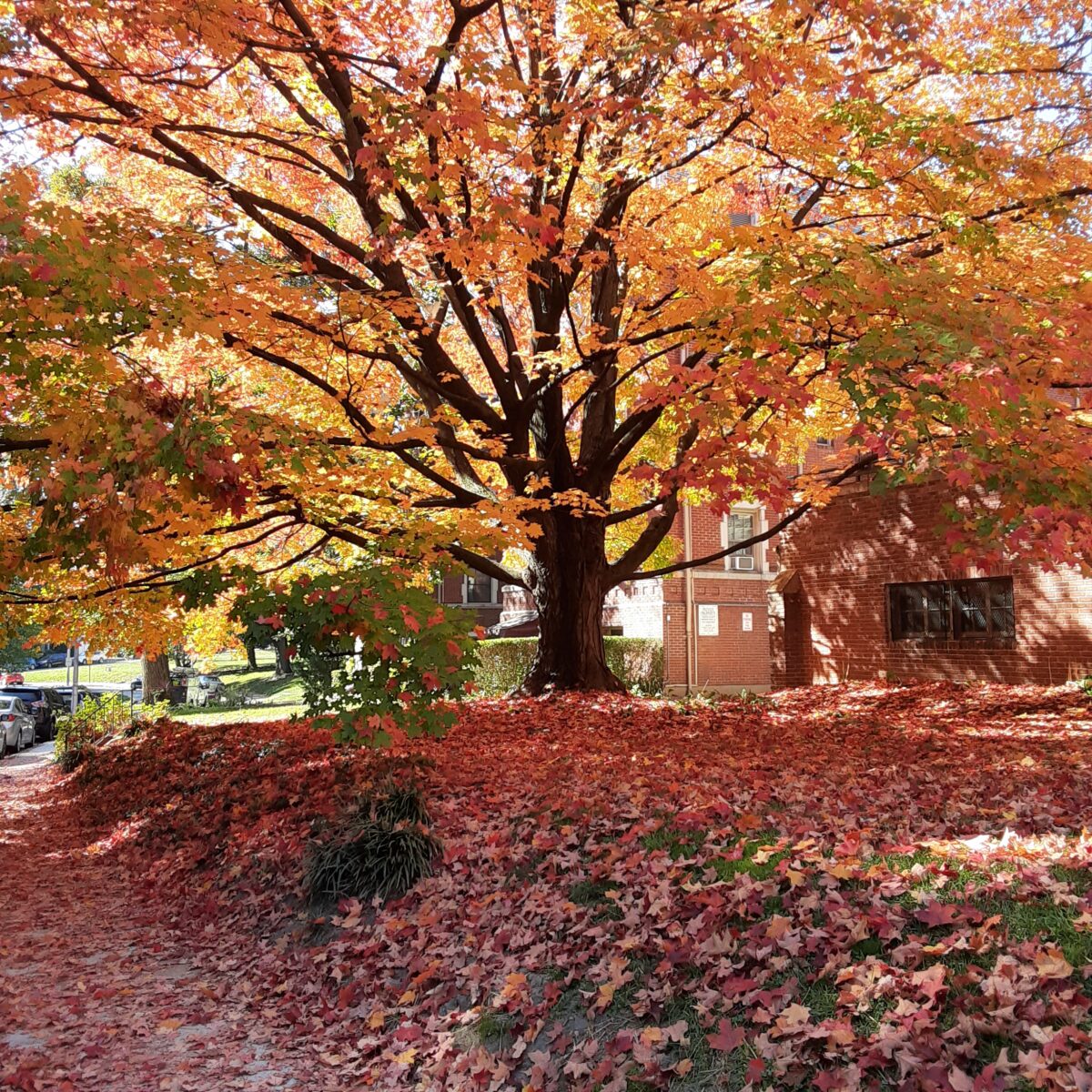 colorful red and orange leaves on a maple tree. the ground is covered with colorful leaves next to a tudor style apartment building
