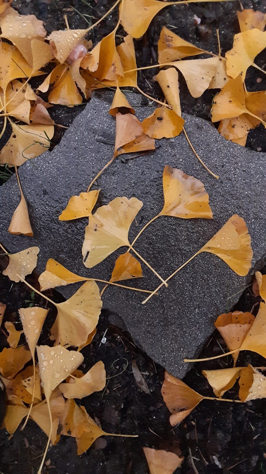 detail of triangular yellow ginkgo leaves