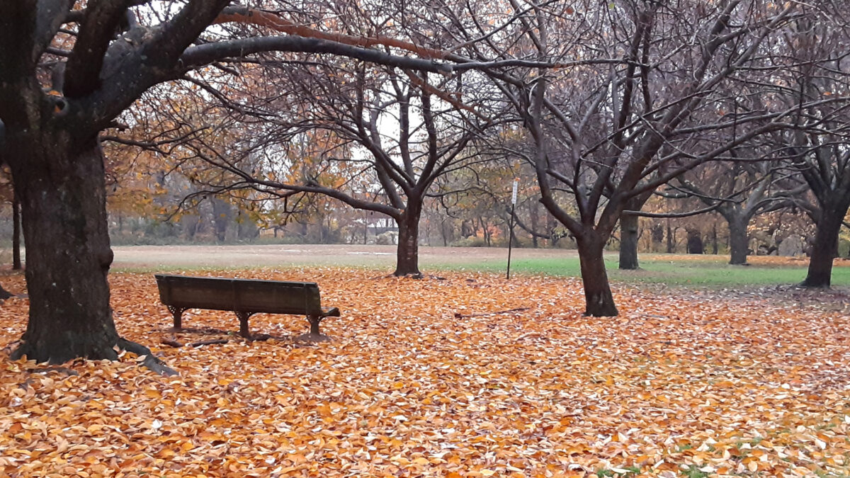 park bench in the park is surrounded by fallen leaves