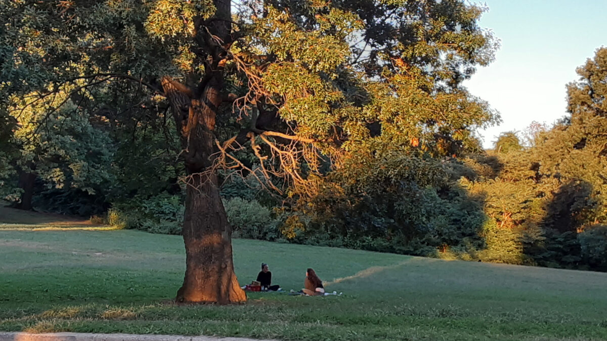 Two neighbors having a lunch on the grass under an oak tree in the park.
