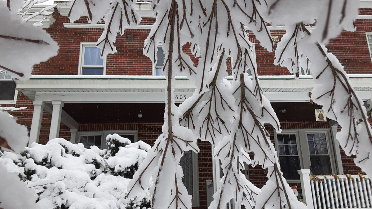 Row houses seen through icy branches