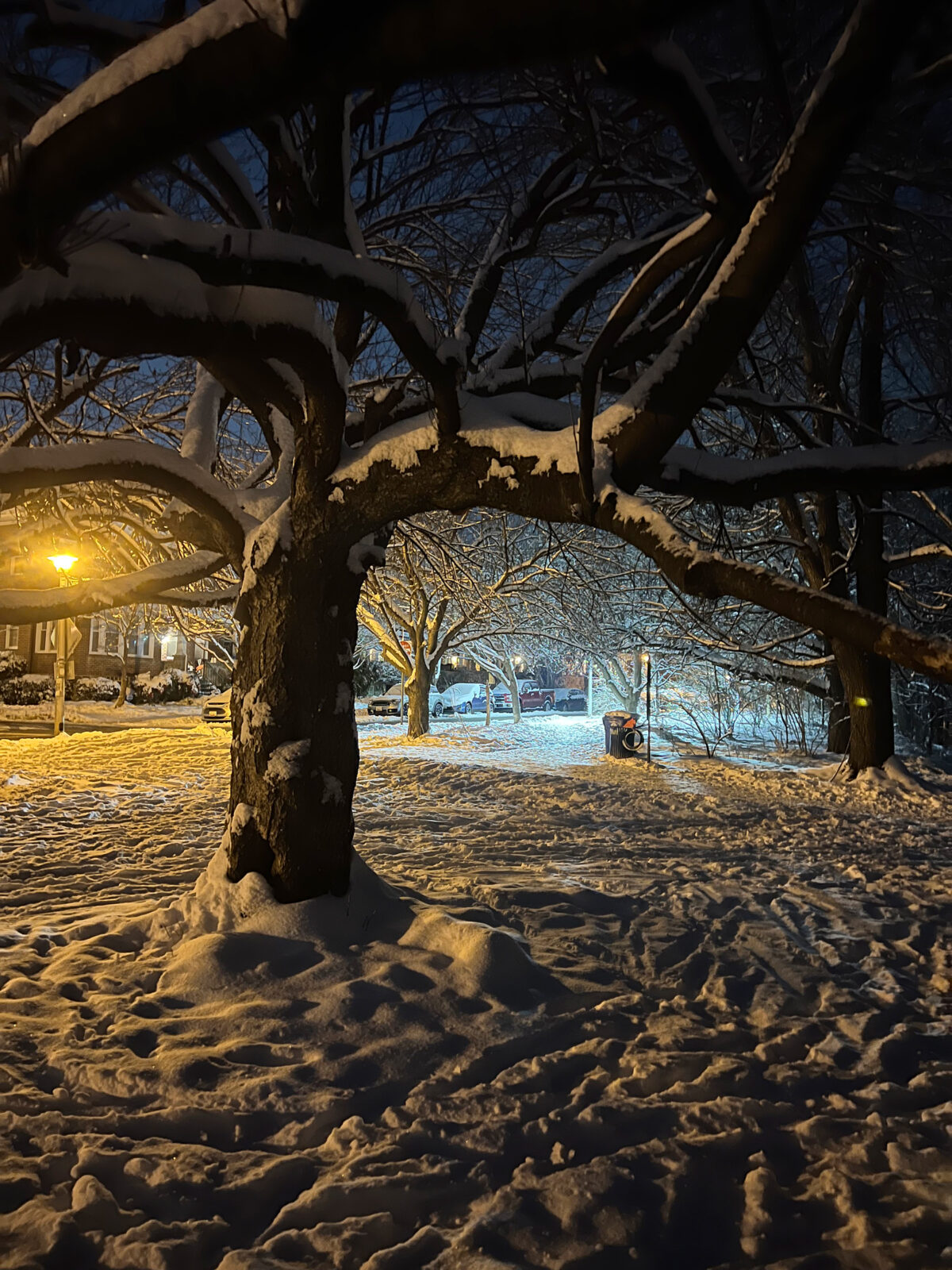 A snow covered cherry tree in Wyman Park in the evening.